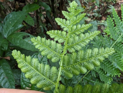 Selaginella exaltata (Selaginella exaltata)