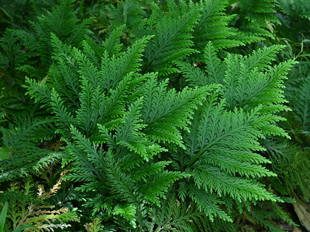 Fan spikemoss: Selaginella flabellata between Deshaies and Morne Mazeau on Guadeloupe