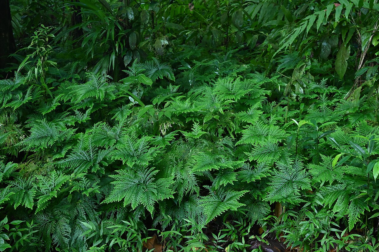 Fan spikemoss: Selaginella flabellata at Grand Etang on Guadeloupe