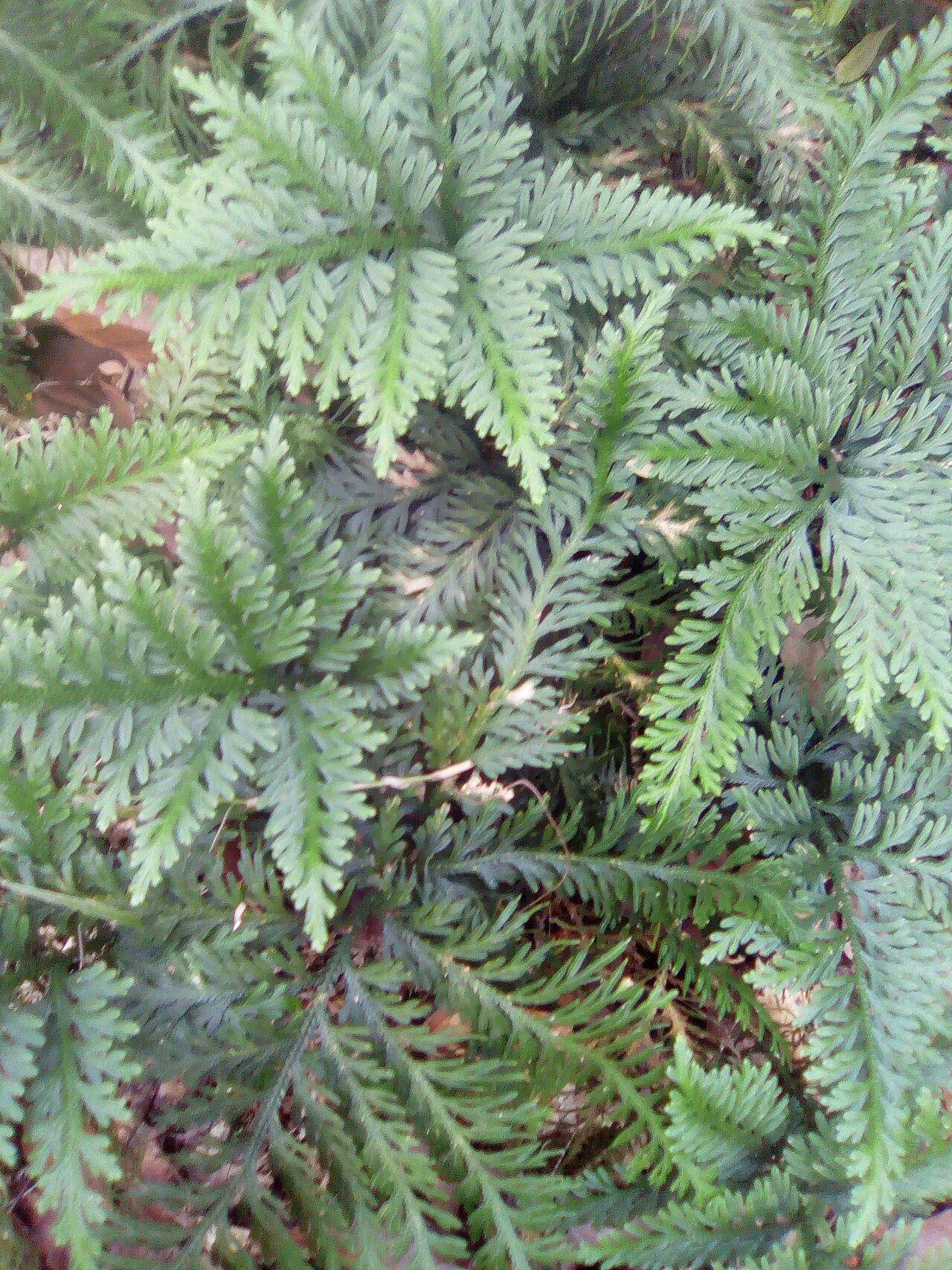 Fan spikemoss: Sélaginelle de Guadeloupe