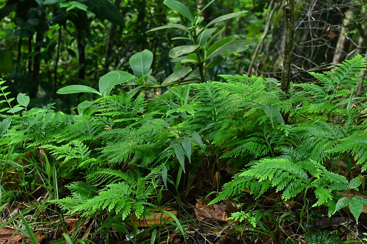Fan spikemoss: Selaginella flabellata between Deshaies and Morne Mazeau on Guadeloupe