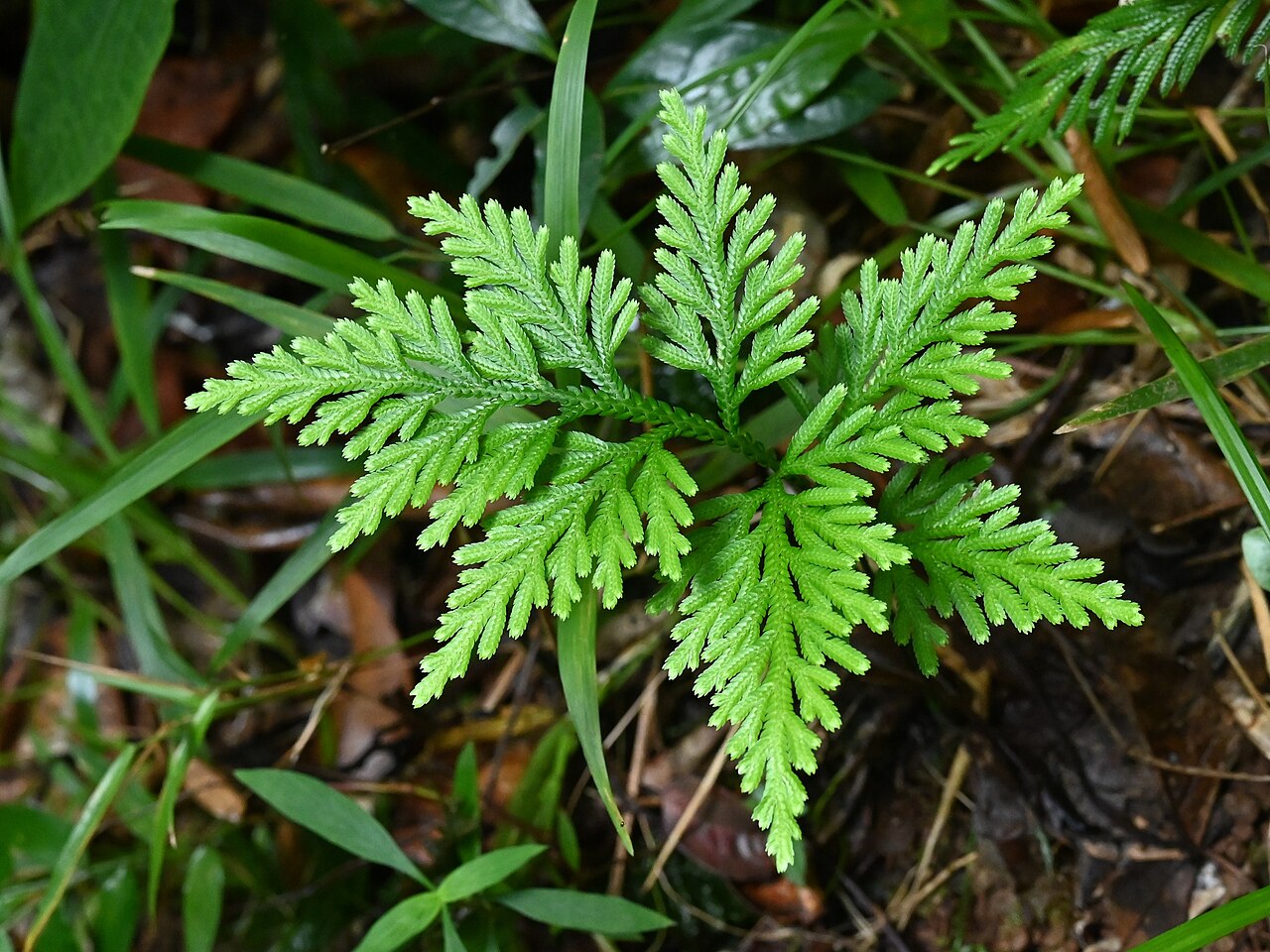 Fan spikemoss: Selaginella flabellata in Sofaia S from Sainte-Rose on Guadeloupe