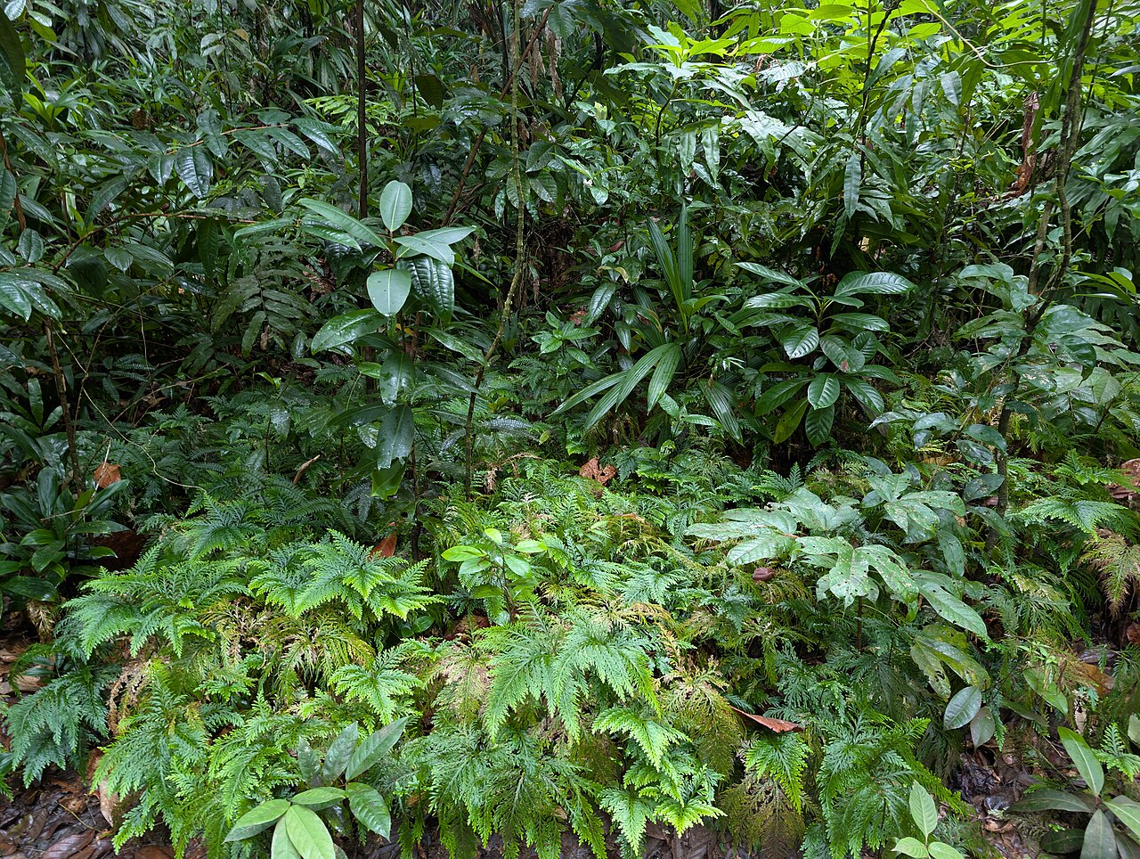 Fan spikemoss: Selaginella flabellata in Sofaia on Guadeloupe