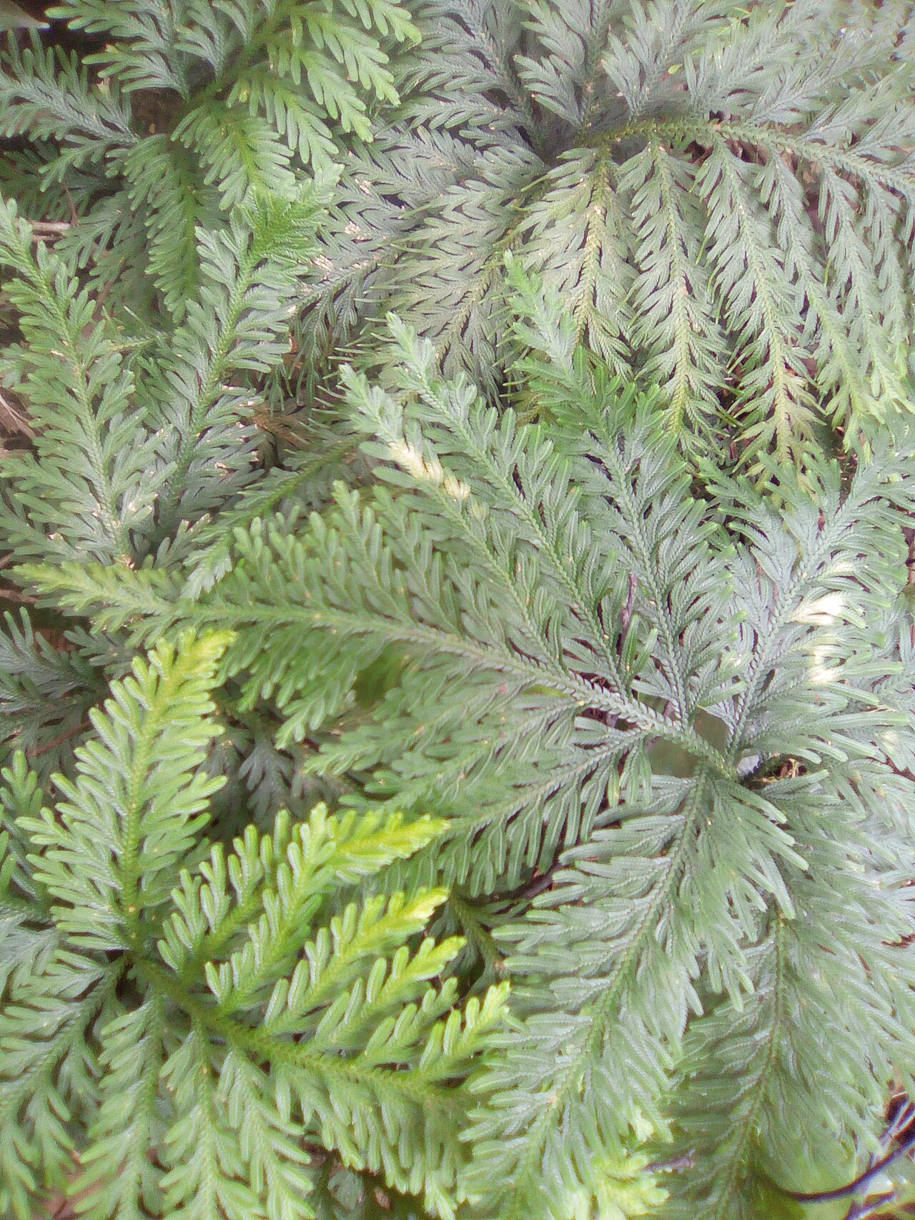 Fan spikemoss: Selaginella flabellata dans un sous-bois en Guadeloupe