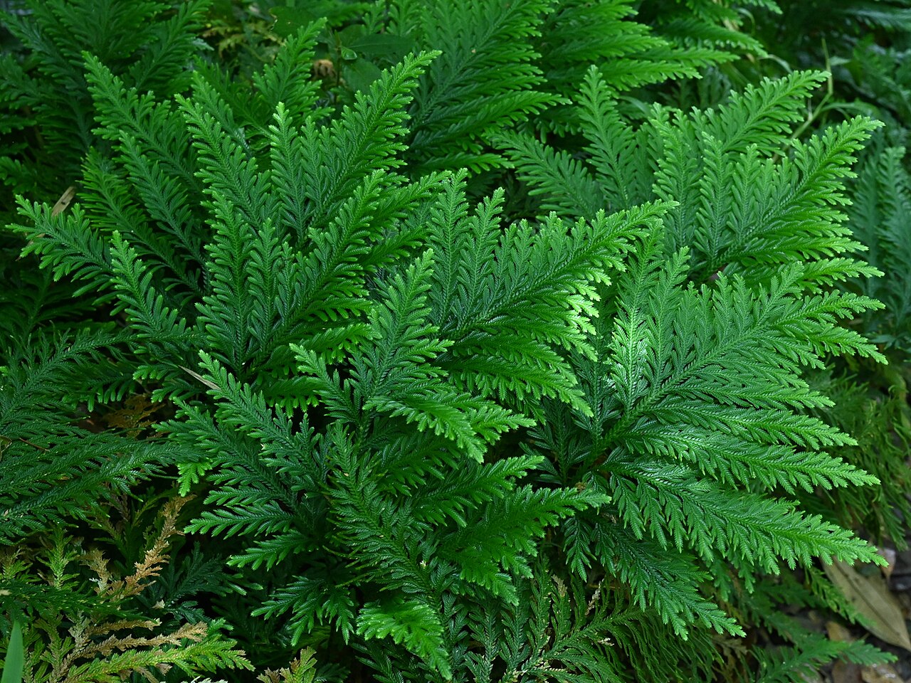 Fan spikemoss: Selaginella flabellata between Deshaies and Morne Mazeau on Guadeloupe