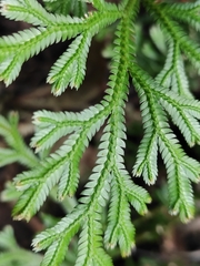 Selaginella fruticulosa (Selaginella fruticulosa)