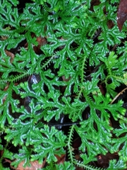 Selaginella fruticulosa (Selaginella fruticulosa)