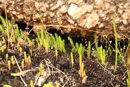 Tiny clubmoss: Selaginella gracillima