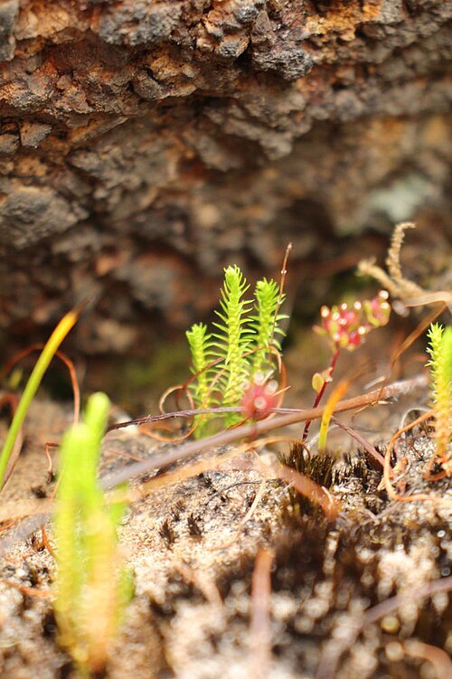 Tiny clubmoss: Selaginella gracillima