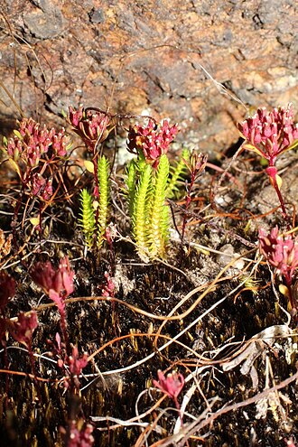 Tiny clubmoss: Selaginella gracillima