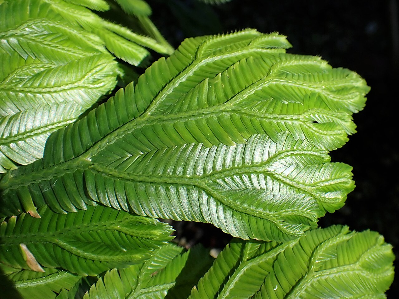 Selaginella grandis: Selaginella grandis in the Botanischer Garten, Berlin-Dahlem