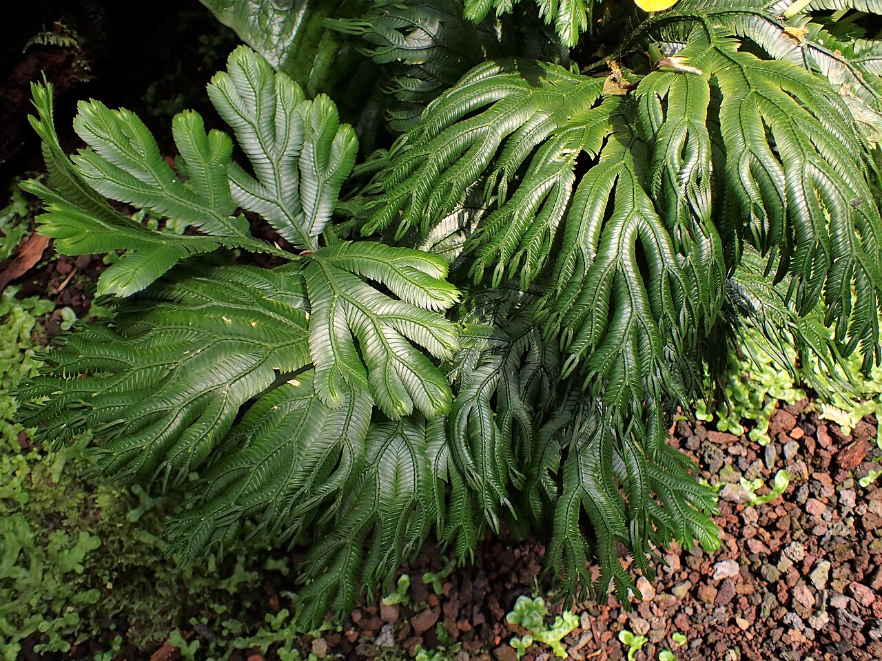 Selaginella grandis: Selaginella grandis in the Botanischer Garten, Berlin-Dahlem