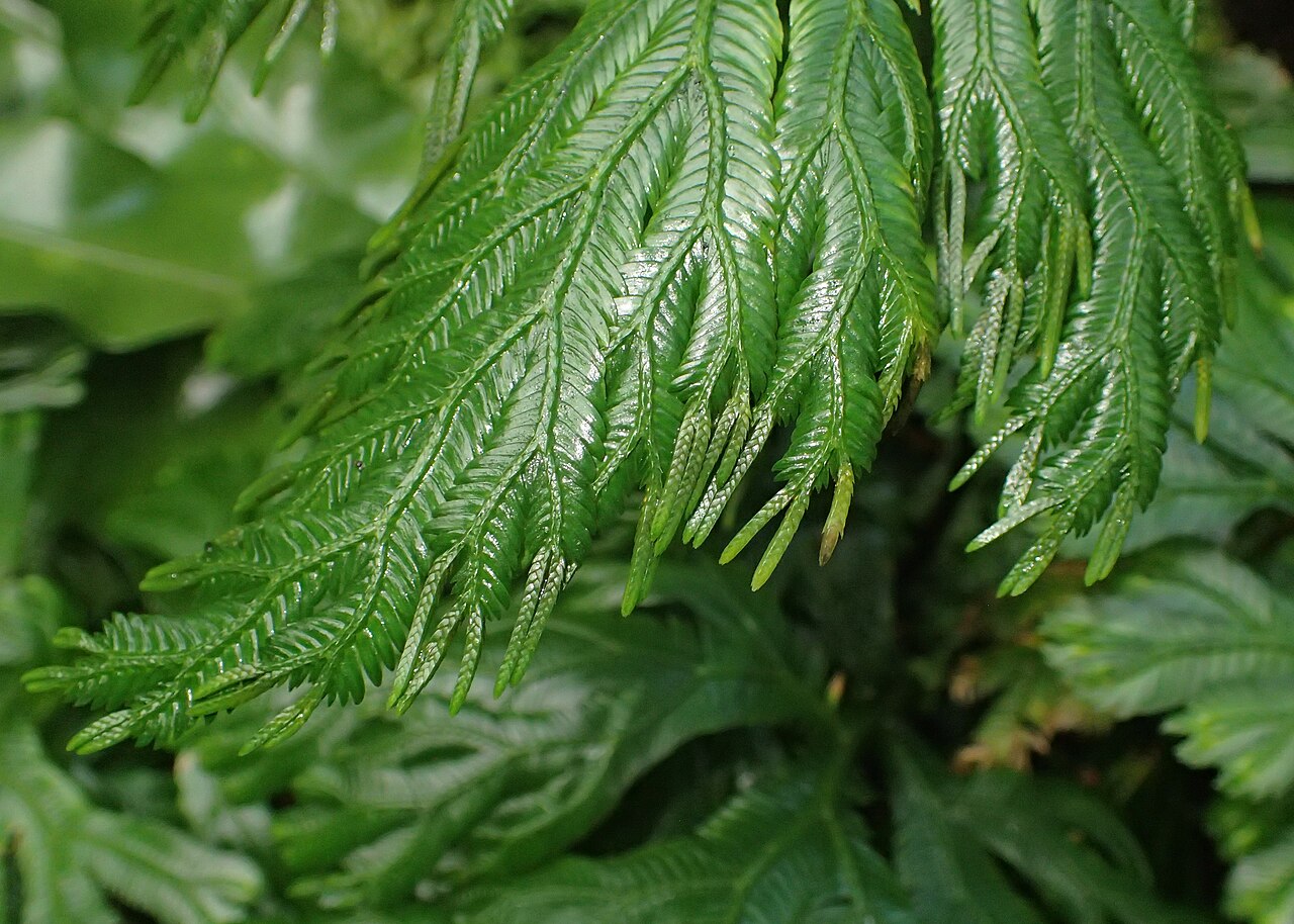 Selaginella grandis: Selaginella grandis in the Botanischer Garten, Berlin-Dahlem