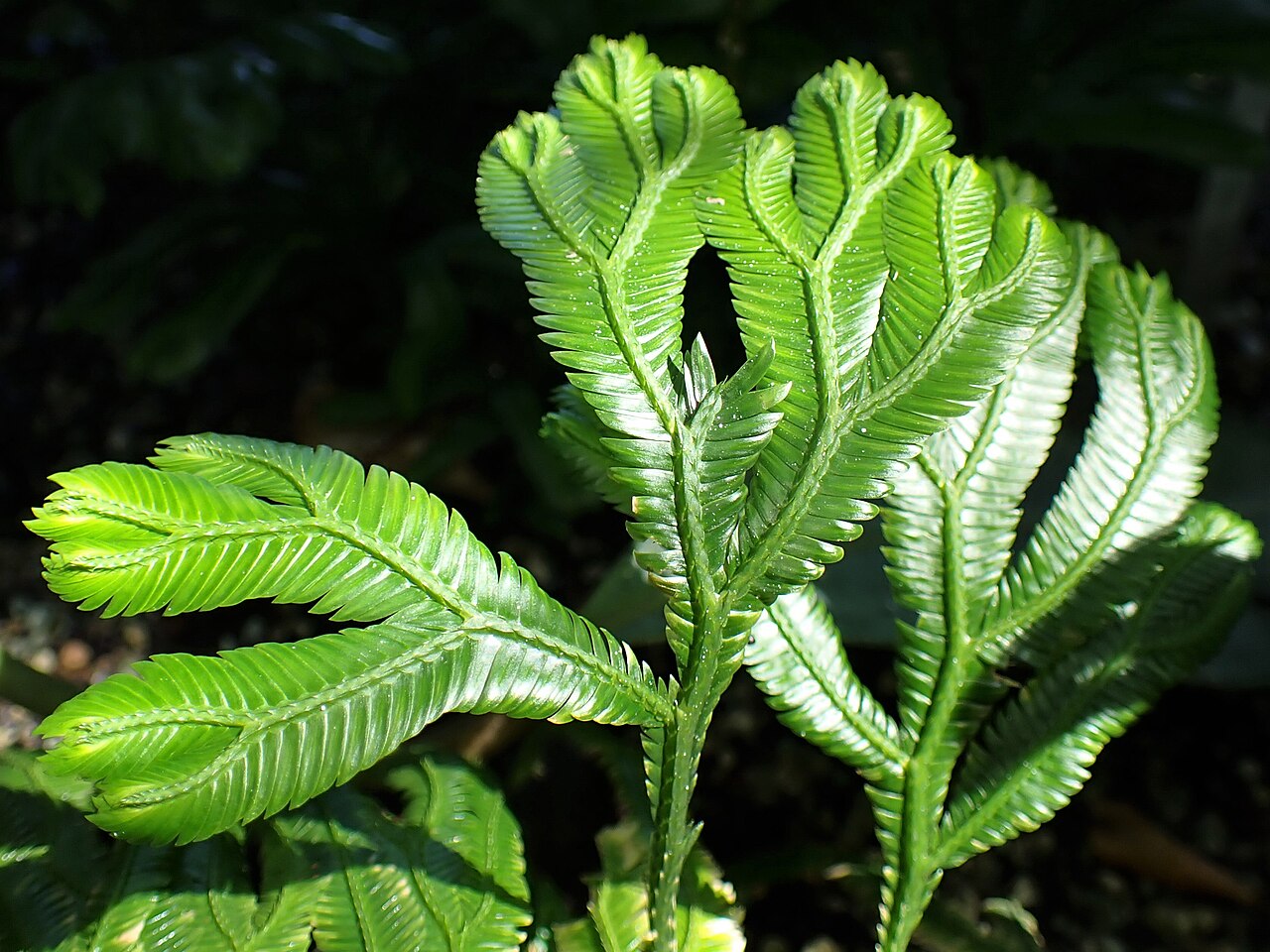 Selaginella grandis: Selaginella grandis in the Botanischer Garten, Berlin-Dahlem