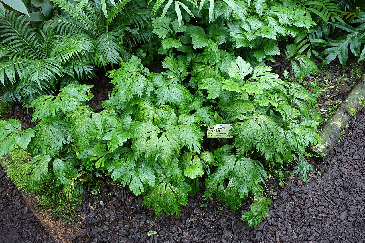 Selaginella grandis: Botanical specimen in the Flora und Botanischer Garten Köln - Cologne, Germany.