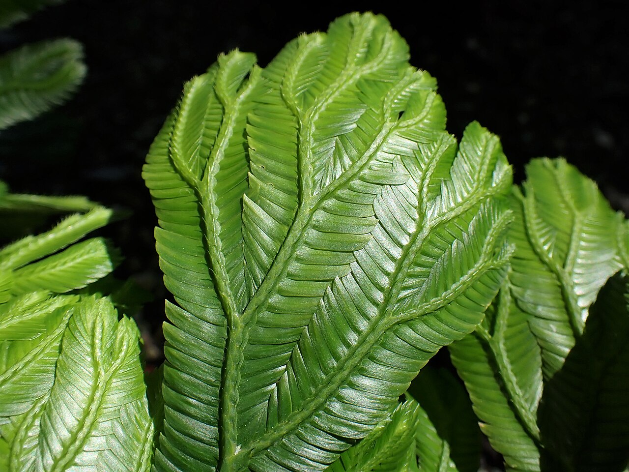 Selaginella grandis: Selaginella grandis in the Botanischer Garten, Berlin-Dahlem