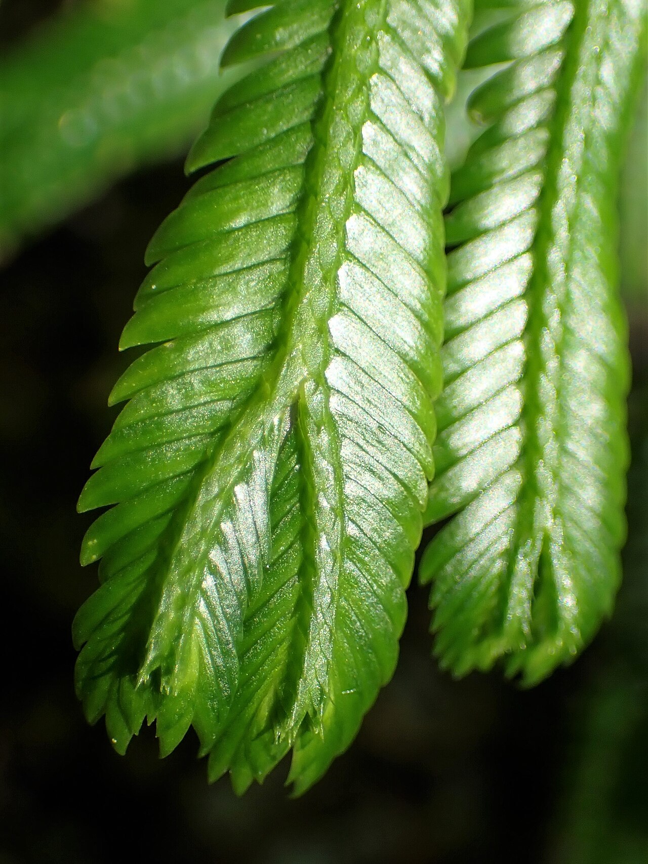 Selaginella grandis: Selaginella grandis in the Botanischer Garten, Berlin-Dahlem