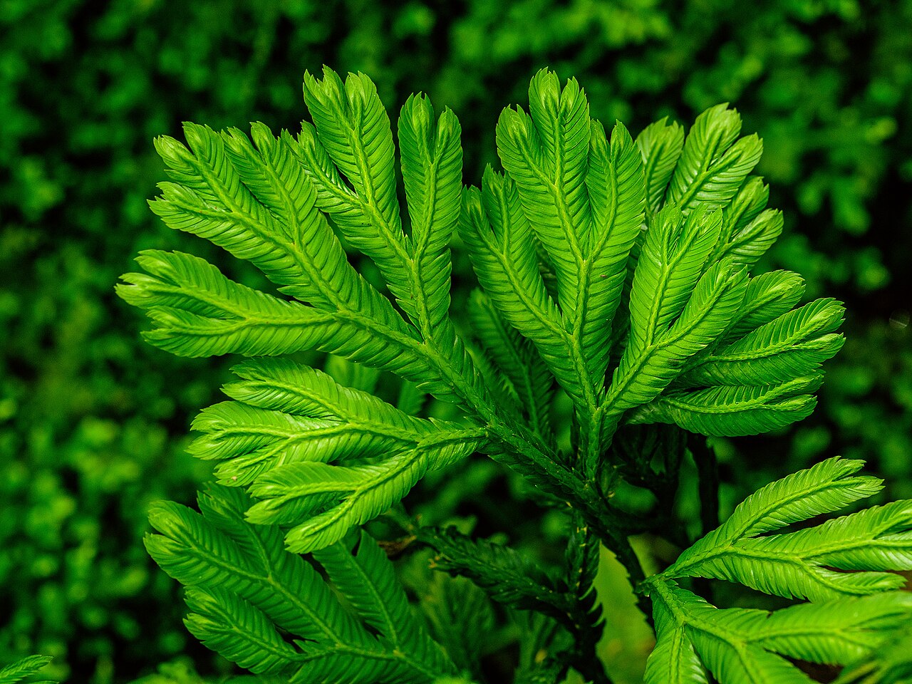 Selaginella grandis: Selaginella grandis