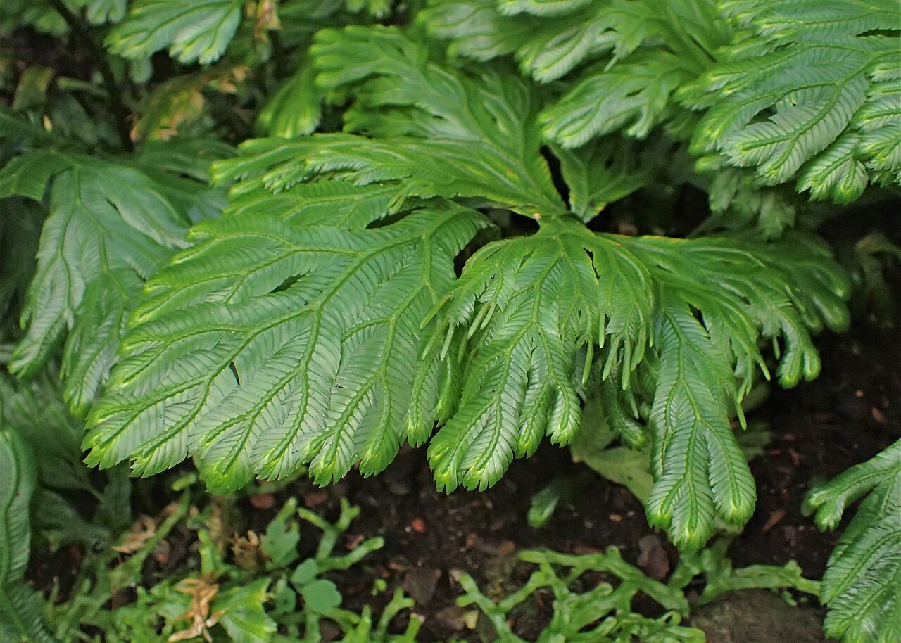 Selaginella grandis: Selaginella grandis in the Botanischer Garten, Berlin-Dahlem