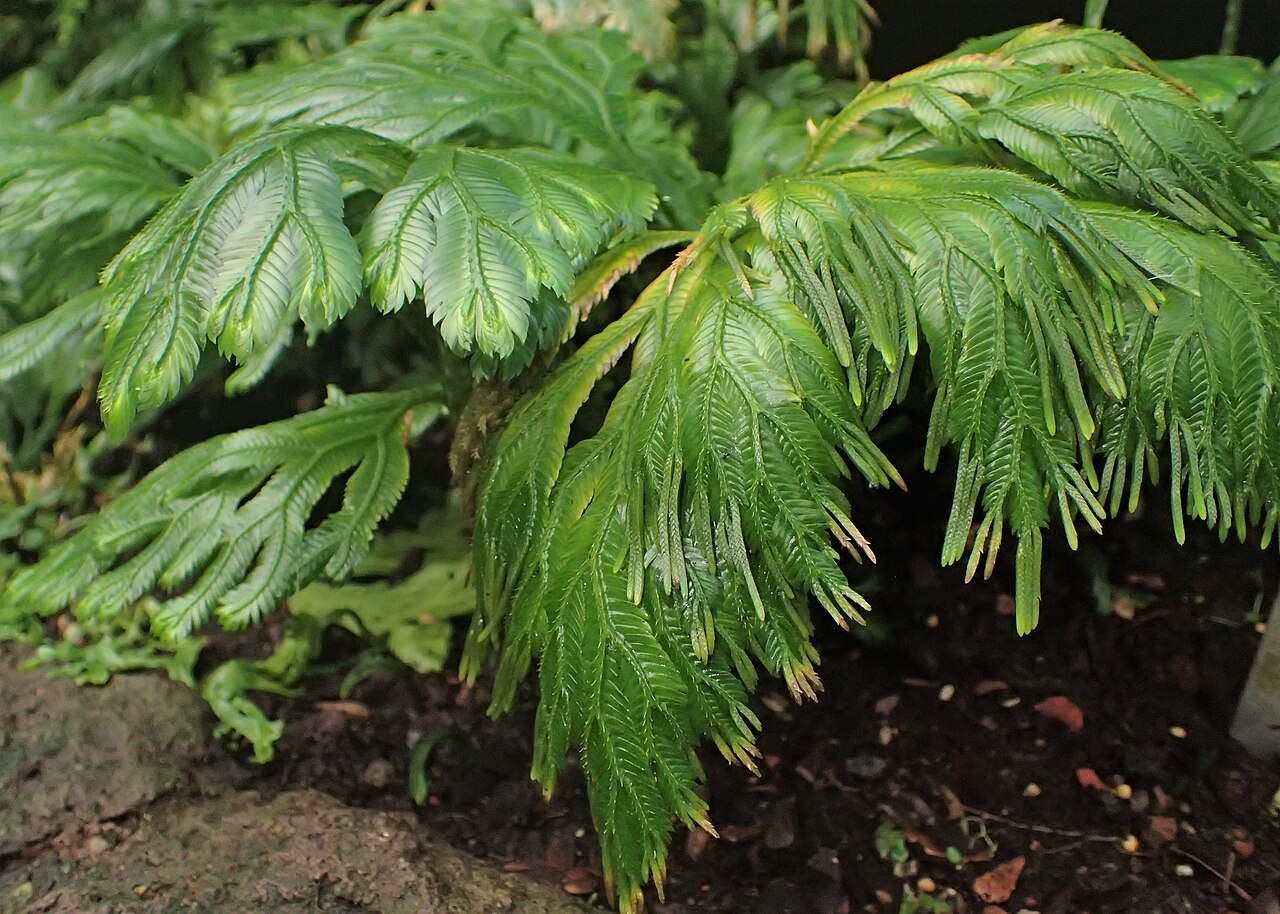 Selaginella grandis: Selaginella grandis in the Botanischer Garten, Berlin-Dahlem