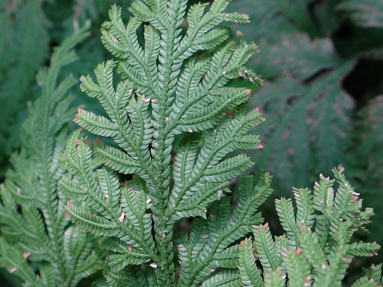Selaginella haematodes: Selaginella haematodes