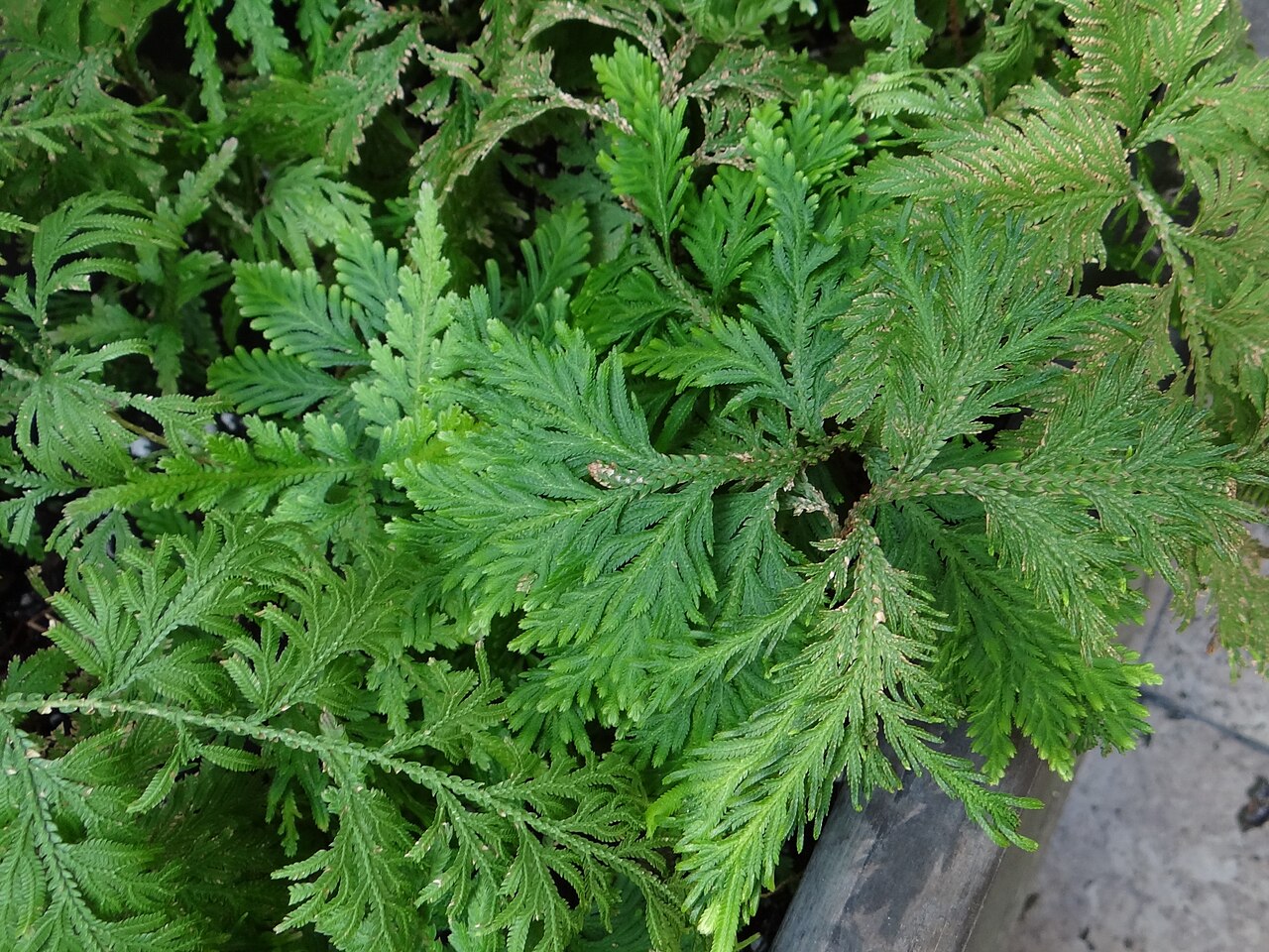 Selaginella haematodes: Selaginella haematodes