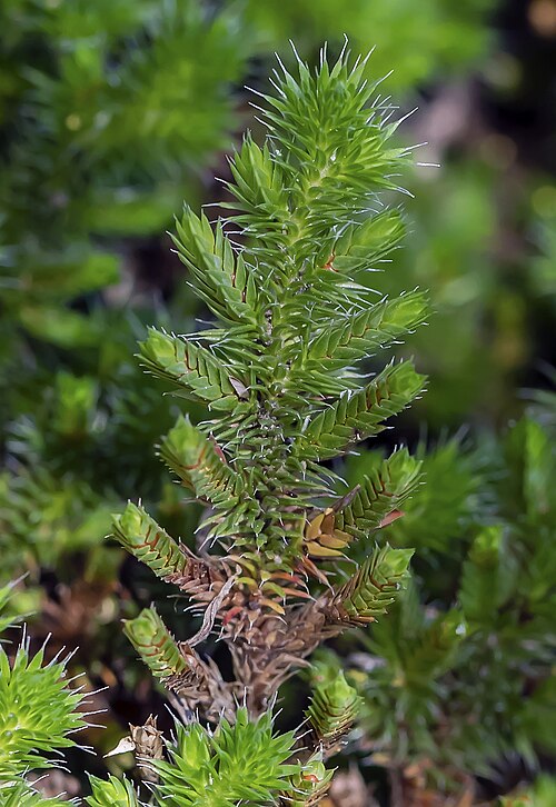 Hansen's spikemoss: Selaginella hansenii (Hansen's spikemoss). Known as Hansen's spikemoss, this is not a moss but is a vascular plant known as a Lycophyte. Such plants are often c