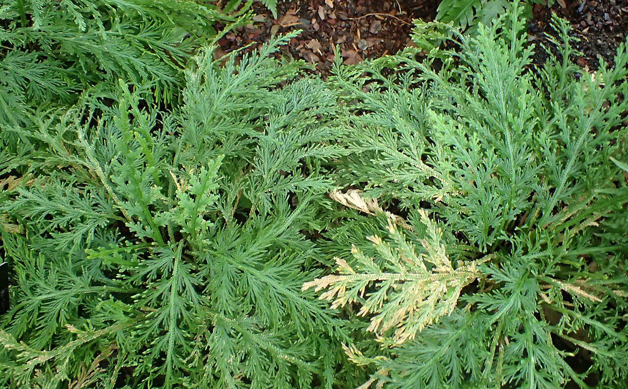 Selaginella harrisii: Selaginella harrisii at the New York Botanical Garden