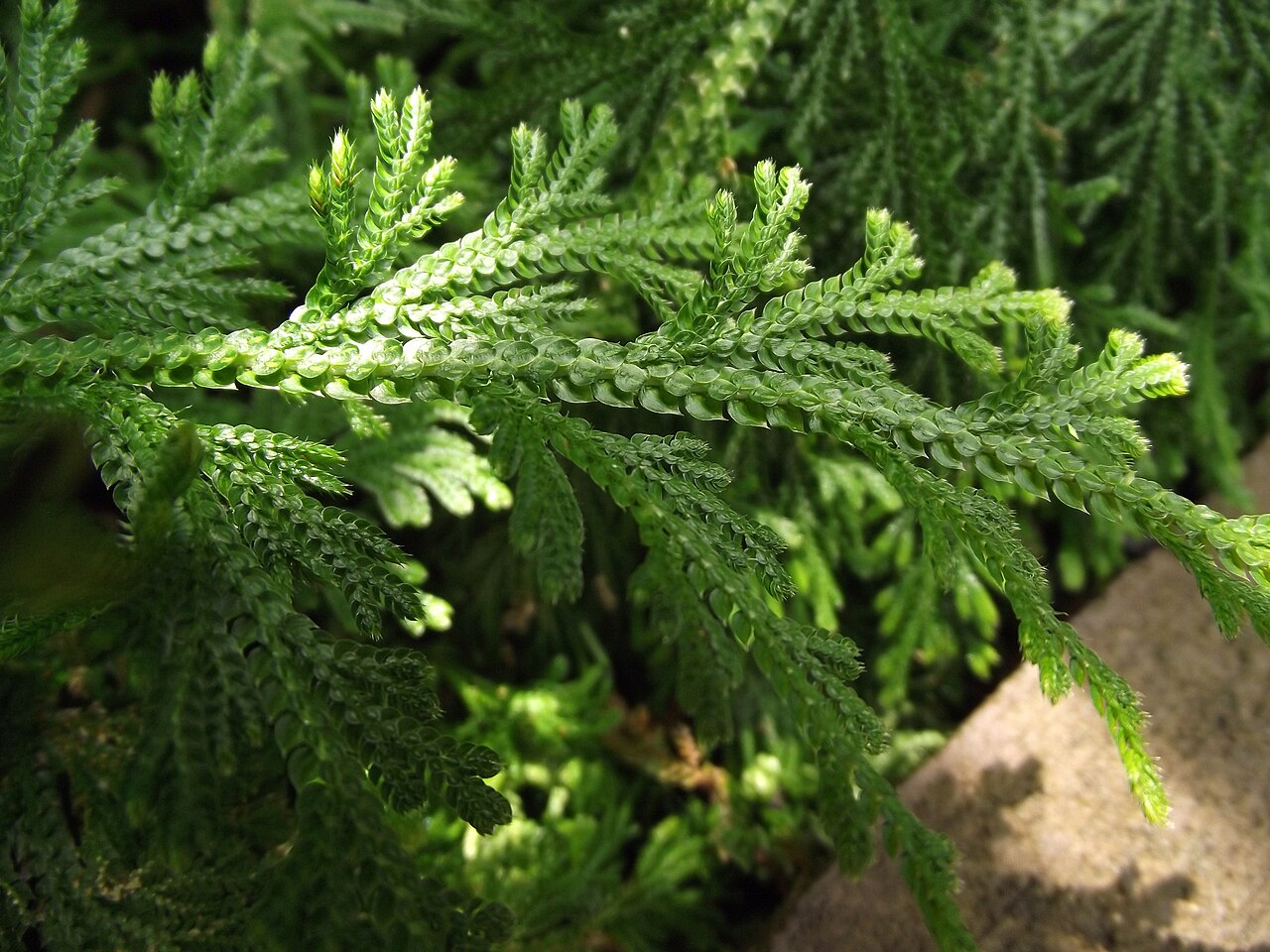 Selaginella harrisii: Selaginella harrisii at New York Botanical Garden, Bronx, NY, USA