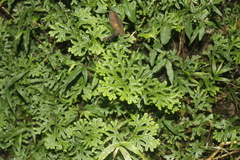 Selaginella harrisii (Selaginella harrisii)