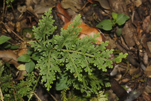 Selaginella harrisii (Selaginella harrisii)