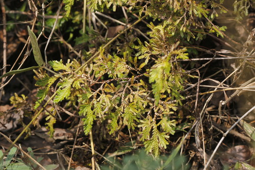 Selaginella harrisii (Selaginella harrisii)