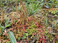 Selaginella helvetica (Selaginella helvetica)