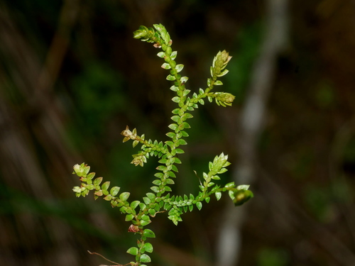 Selaginella helvetica (Selaginella helvetica)