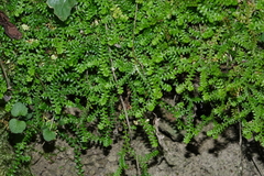 Selaginella helvetica (Selaginella helvetica)