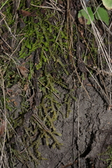Selaginella helvetica (Selaginella helvetica)