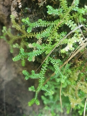 Selaginella helvetica (Selaginella helvetica)