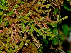 Selaginella helvetica (Selaginella helvetica)