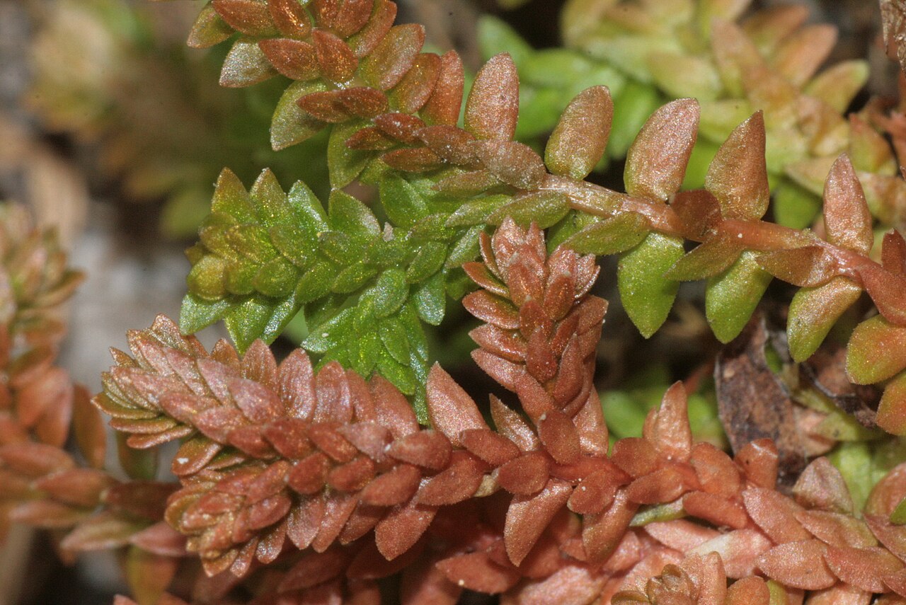Selaginella helvetica: Selaginella helvetica