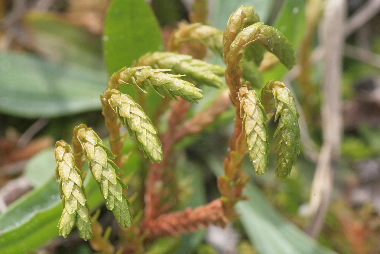 Selaginella helvetica: Selaginella helvetica
