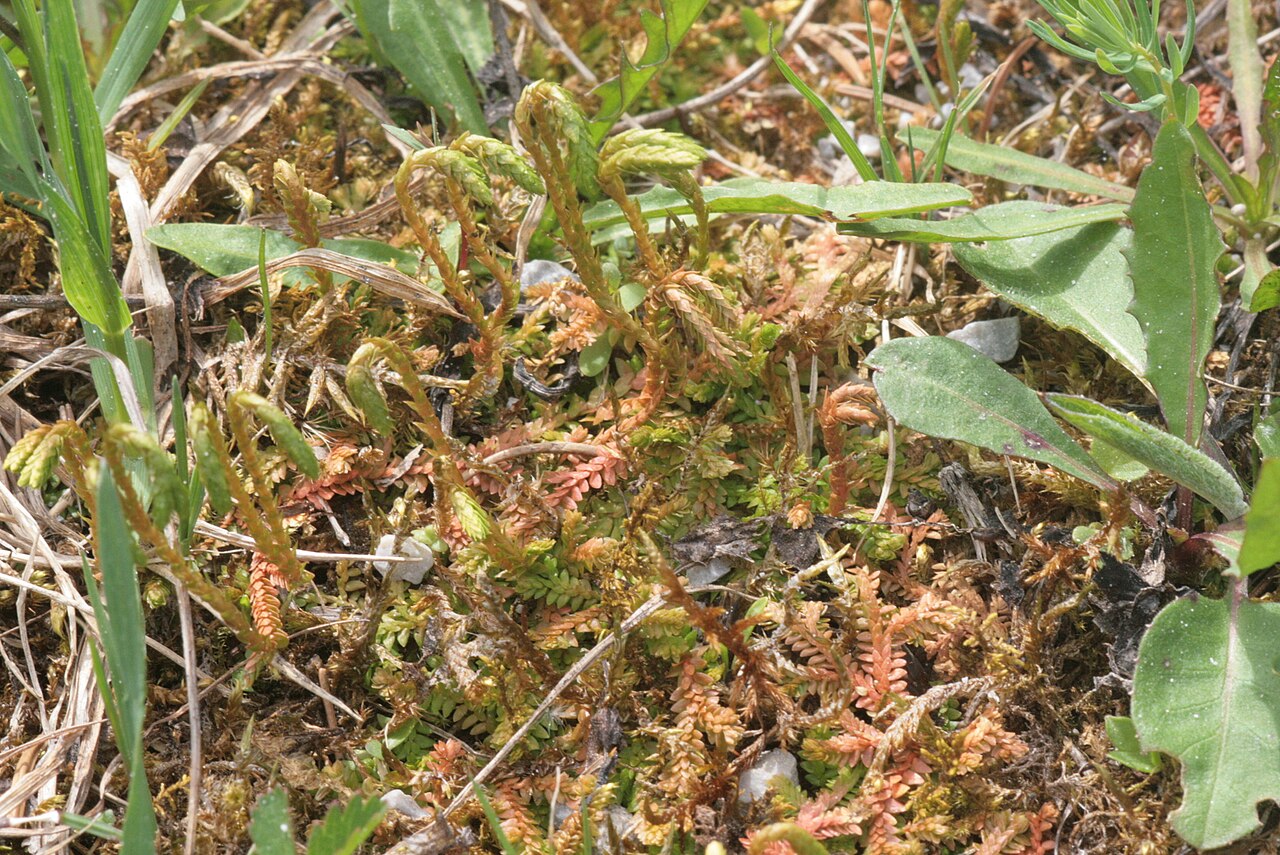 Selaginella helvetica: Selaginella helvetica