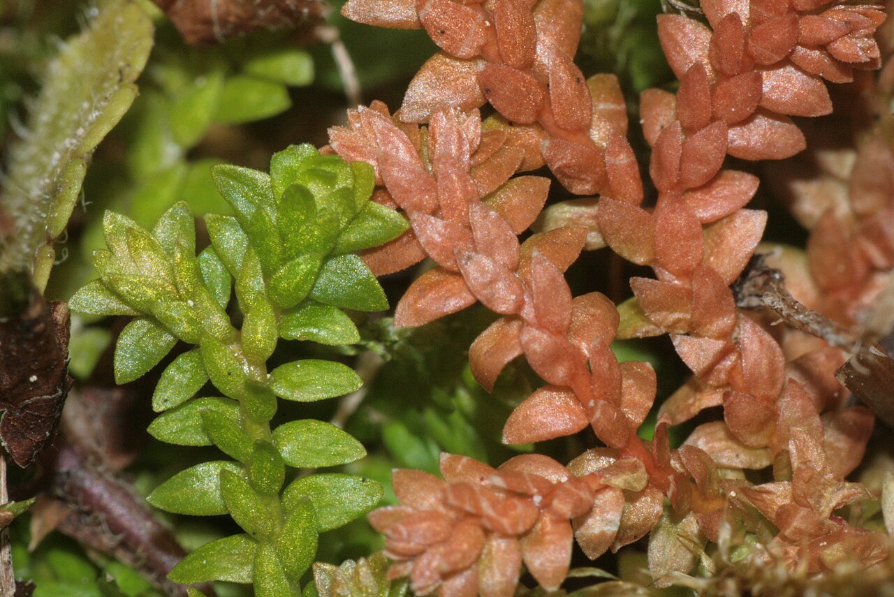 Selaginella helvetica: Selaginella helvetica