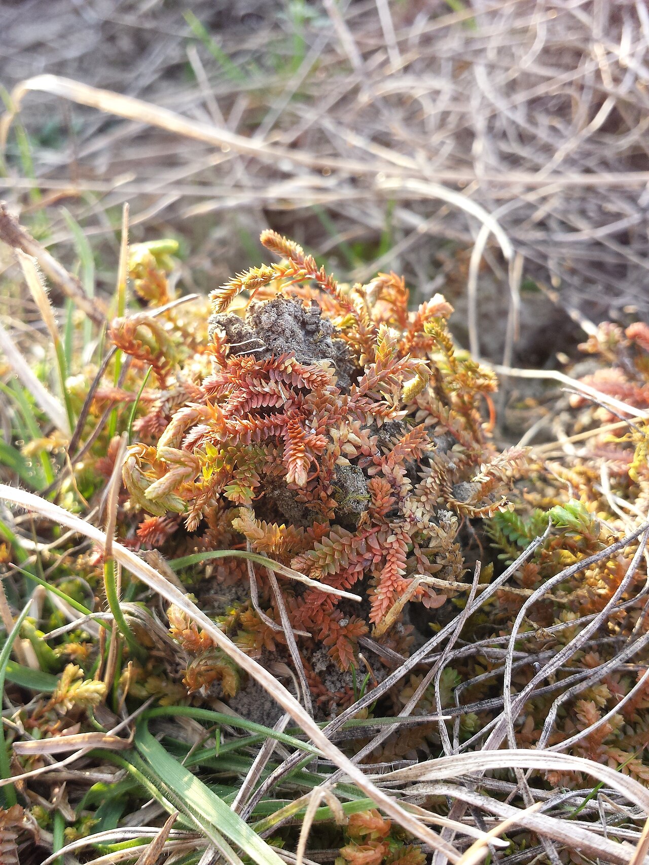 Selaginella helvetica: Habitus Taxon: Selaginella helvetica (sensu Fischer et al. EfÖLS 2008 ISBN 978-3-85474-187-9 ; det. M. A. Fischer 2014-03-22) Location: Blankhaufen, riparian fo