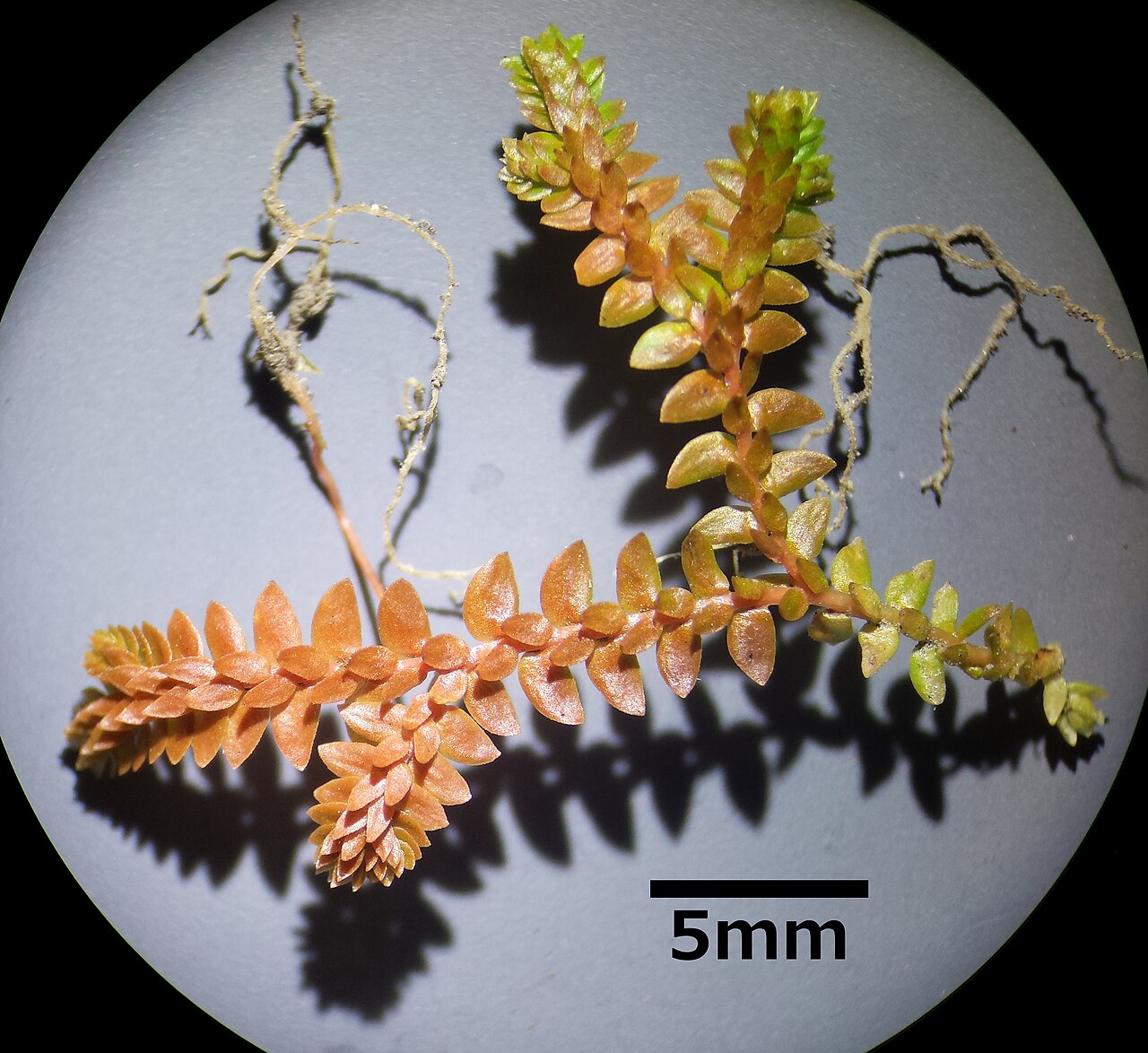 Selaginella helvetica: Habitus Taxon: Selaginella helvetica (sensu Fischer et al. EfÖLS 2008 ISBN 978-3-85474-187-9 ; det. M. A. Fischer 2014-03-22) Location: Blankhaufen, riparian fo