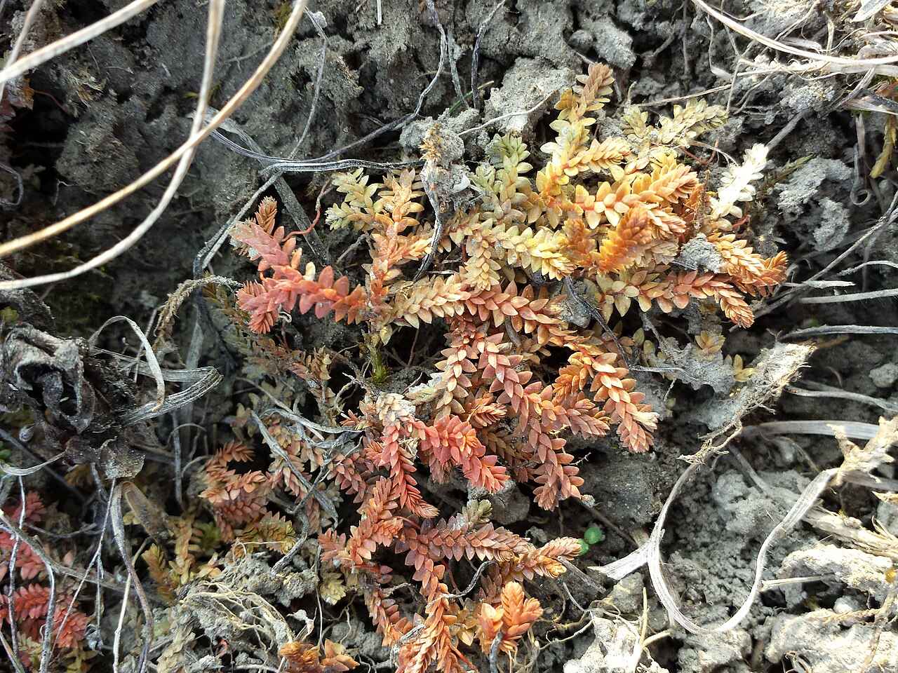 Selaginella helvetica: Habitus Taxon: Selaginella helvetica (sensu Fischer et al. EfÖLS 2008 ISBN 978-3-85474-187-9 ; det. M. A. Fischer 2014-03-22) Location: Blankhaufen, riparian fo