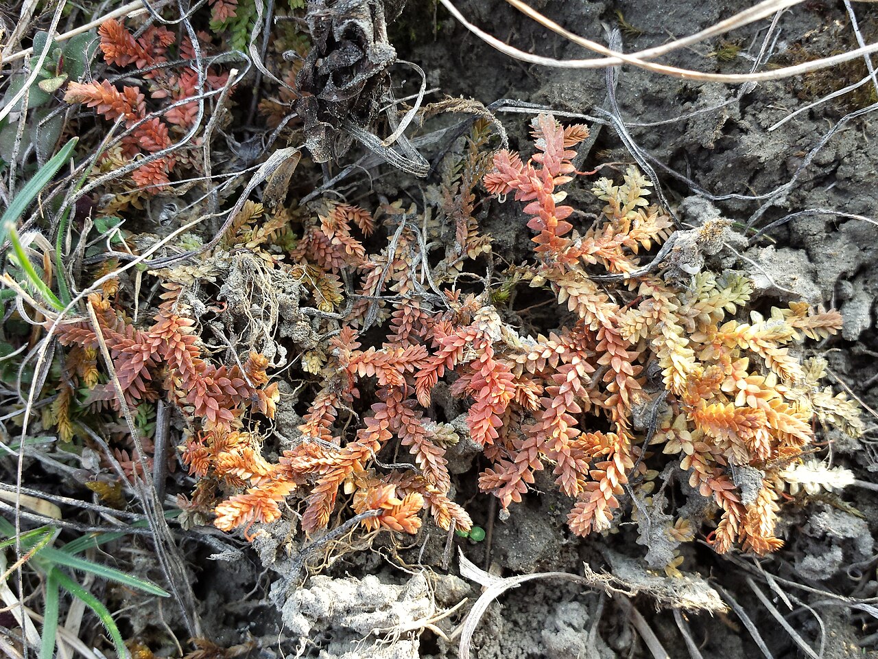 Selaginella helvetica: Habitus Taxon: Selaginella helvetica (sensu Fischer et al. EfÖLS 2008 ISBN 978-3-85474-187-9 ; det. M. A. Fischer 2014-03-22) Location: Blankhaufen, riparian fo