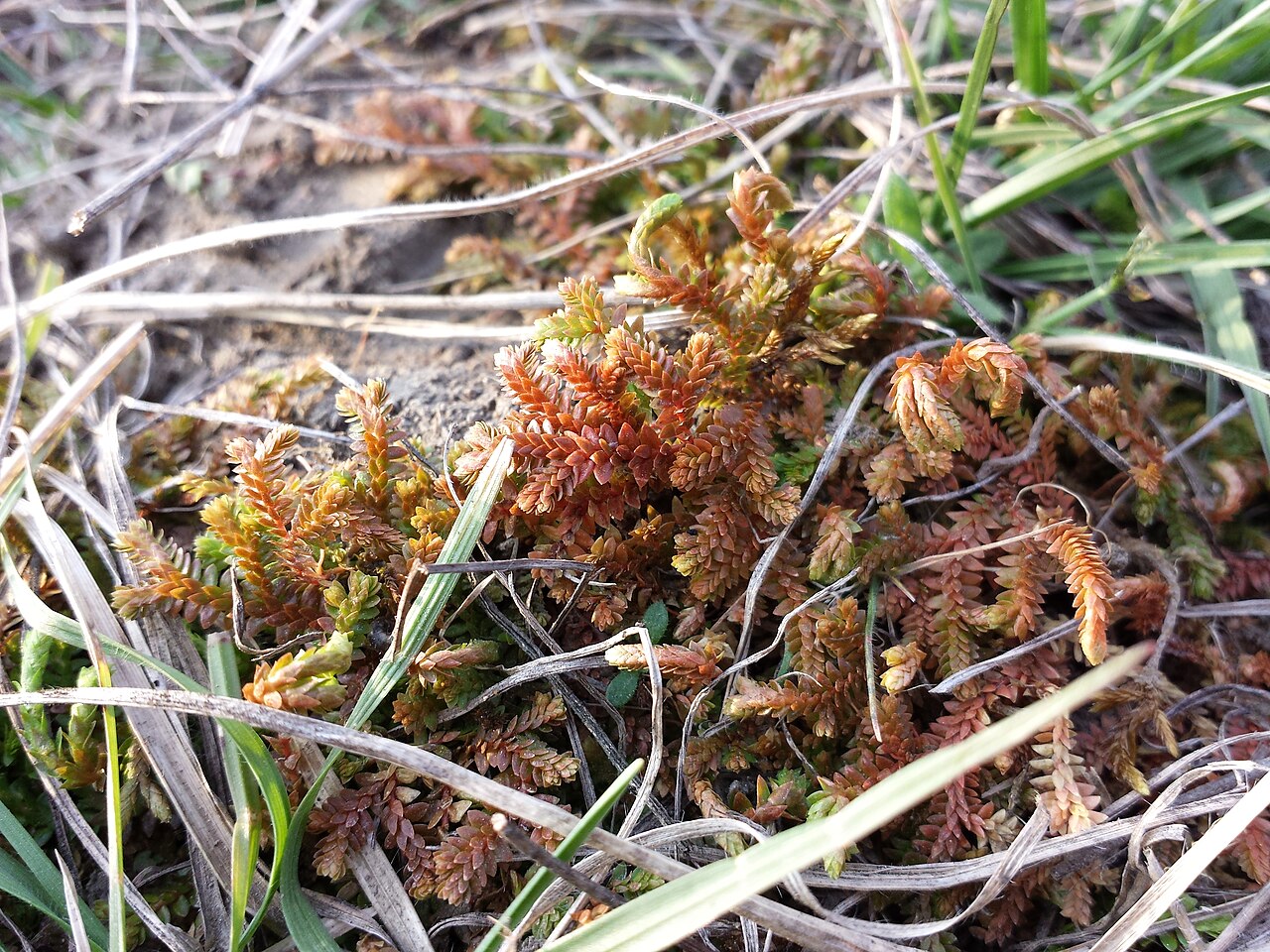 Selaginella helvetica: Habitus Taxon: Selaginella helvetica (sensu Fischer et al. EfÖLS 2008 ISBN 978-3-85474-187-9 ; det. M. A. Fischer 2014-03-22) Location: Blankhaufen, riparian fo