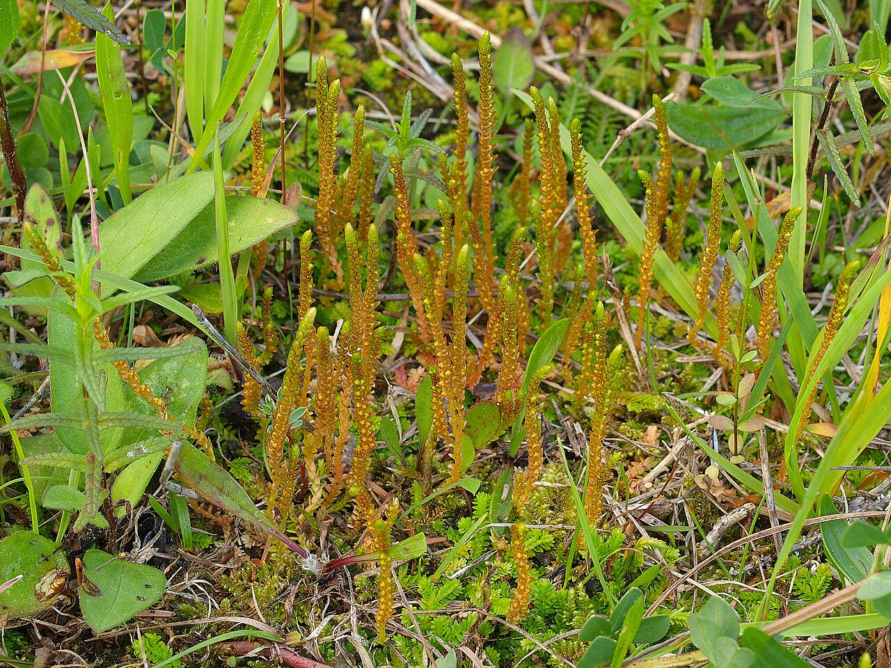 Selaginella helvetica: Swiss Clubmoss