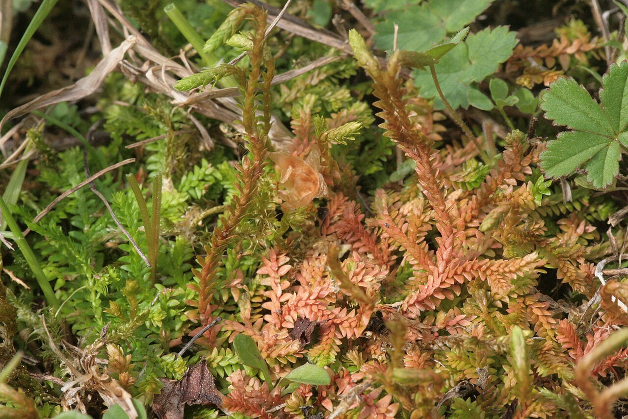 Selaginella helvetica: Selaginella helvetica
