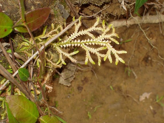 Selaginella heterostachys: 姬捲柏 小葉呈三角形
